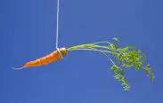 carrot tied to stick as bait or incentive