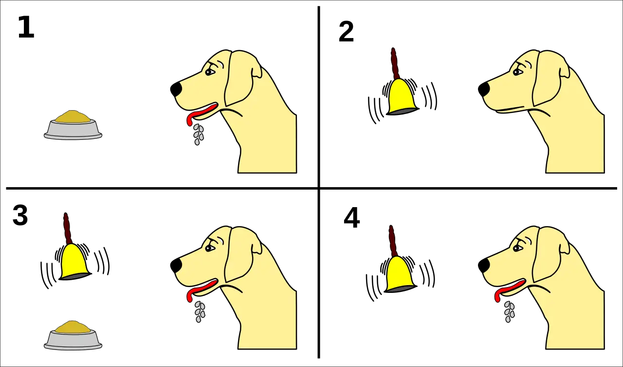 The general idea of the experiment done by Ivan Pavlov about Classical Conditioning learning on his dog Circa.
