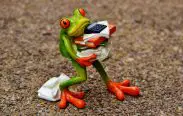 frog carrying books and clothes