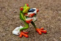 frog carrying books and clothes