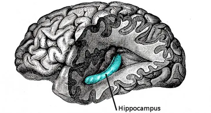 Brain Hippocampus