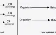 classical conditioning vs operant conditioning