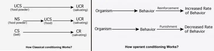 comparison between classical and operant conditioning