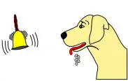 a dog dripping saliva while re-responding to the sound of bell, spontaneous recovery, principles of classical conditioning theory