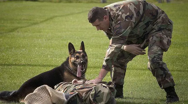 dog being trained through continuous reinforcement