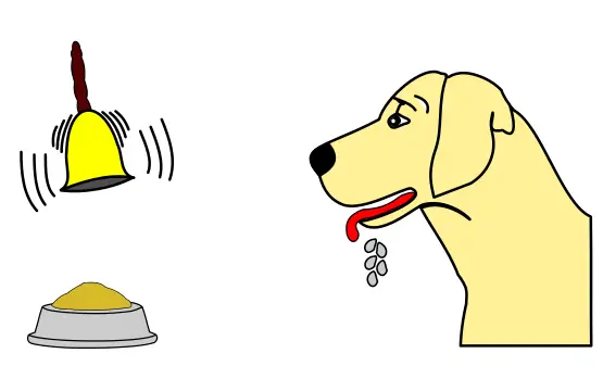 a dog dripping saliva and reacting to the sound of bell as time for food, acquisition, principles of classical conditioning
